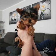 Yorkshire Terrier - Both