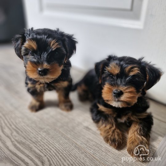 Yorkshire Terrier - Both