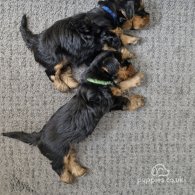 Yorkshire Terrier - Both