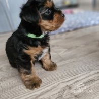 Yorkshire Terrier - Both