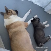 Akita - Both