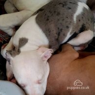 American Bulldog - Both