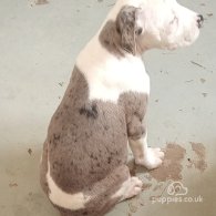 American Bulldog - Both