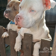 American Bulldog - Both