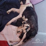 Bearded Collie - Dogs