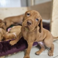 Hungarian Vizsla - Both