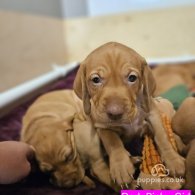 Hungarian Vizsla - Both