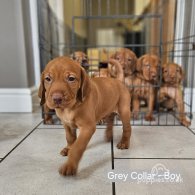 Hungarian Vizsla - Both