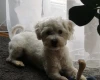 Bichon Frise