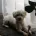 Bichon Frise