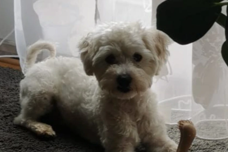 Bichon Frise