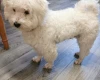 Bichon Frise