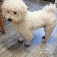 Bichon Frise