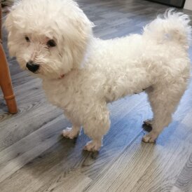 Bichon Frise