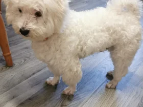 Bichon Frise