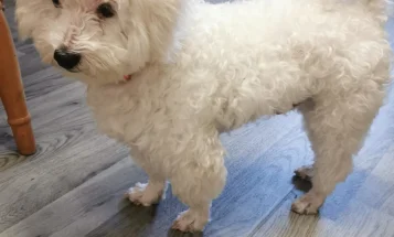 Bichon Frise