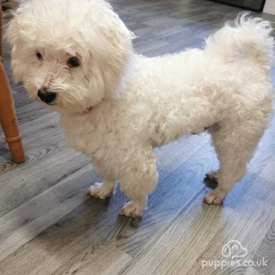 Bichon Frise