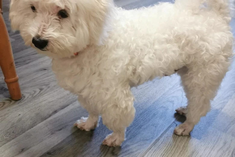 Bichon Frise