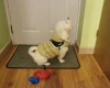 Bichon Frise