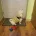 Bichon Frise