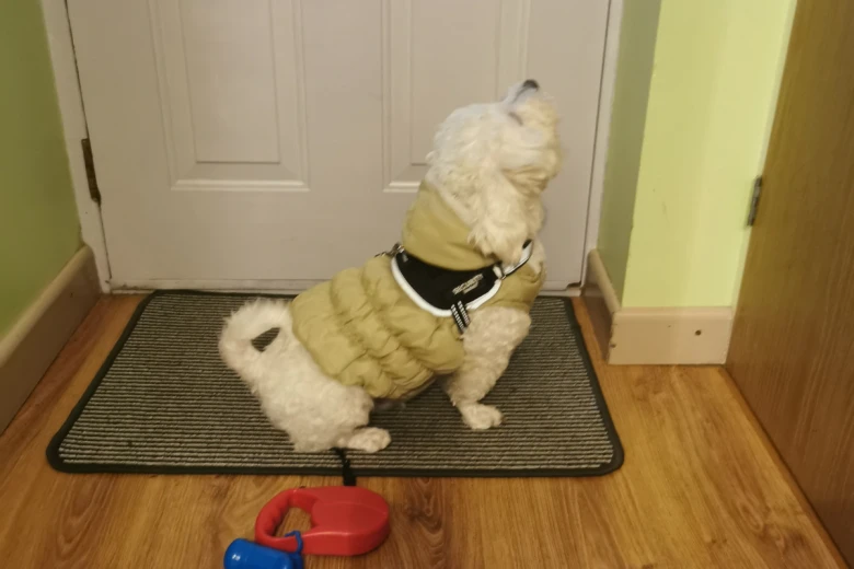 Bichon Frise