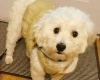 Bichon Frise