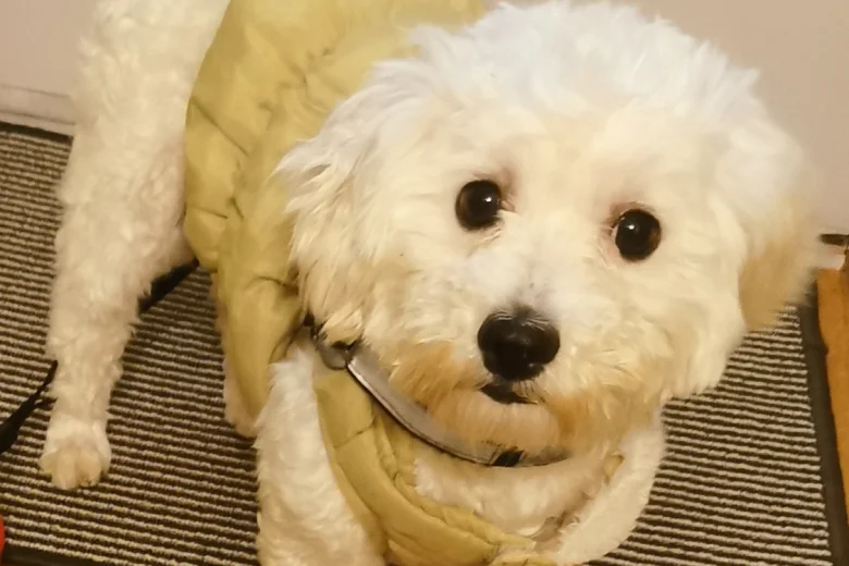 Bichon Frise