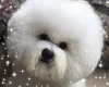 Bichon Frise