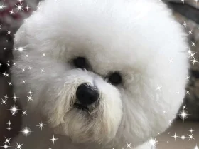 Bichon Frise