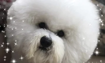 Bichon Frise