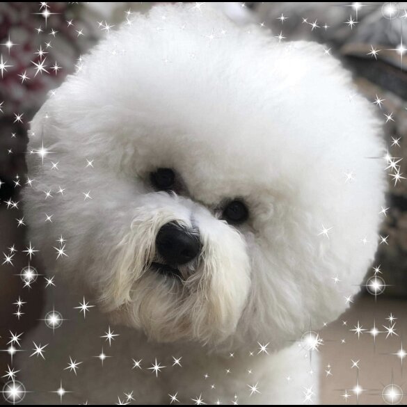 Bichon Frise