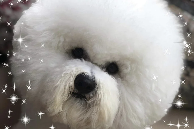 Bichon Frise