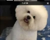 Bichon Frise