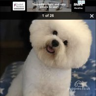 Bichon Frise