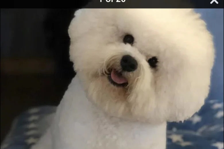 Bichon Frise