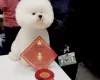 Bichon Frise