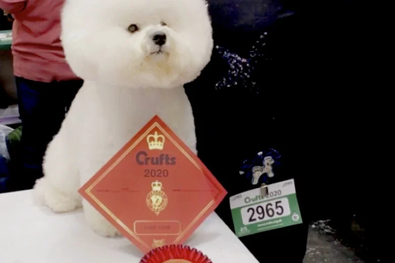Bichon Frise