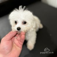 Bichon Frise - Dogs