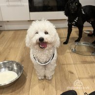 Bichon Frise - Dogs