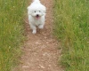 Bichon Frise