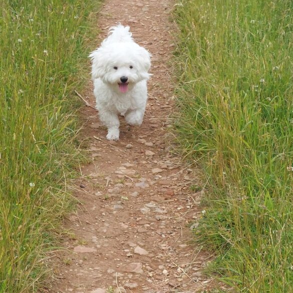 Bichon Frise