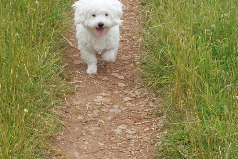 Bichon Frise