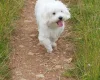 Bichon Frise