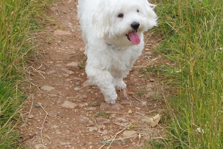 Bichon Frise