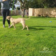 Boerboel - Bitches