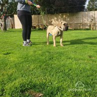 Boerboel - Bitches