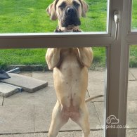 Boerboel - Bitches