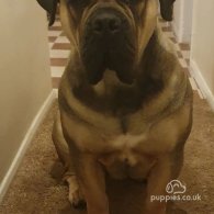 Boerboel - Bitches