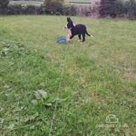 Border Collie - Both