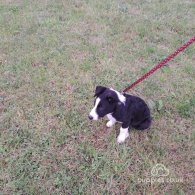 Border Collie - Both